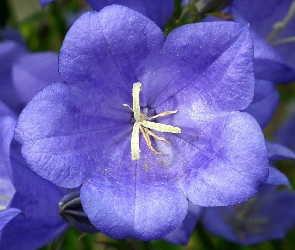 Niebieski, Rozwar, Przyroda, Kwiat