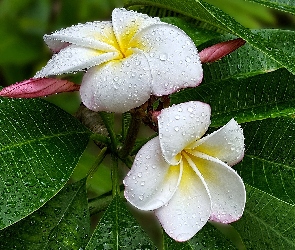 Białe, Kwiaty, Plumeria, Krople, Deszczu, Liście