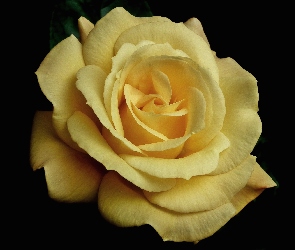 Przyroda, Żółta, Róża, Kwiat
