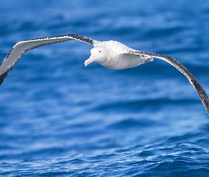 Morze, Albatros