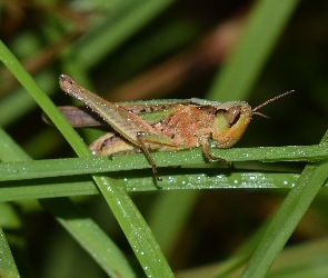 Polny, Liście, Konik