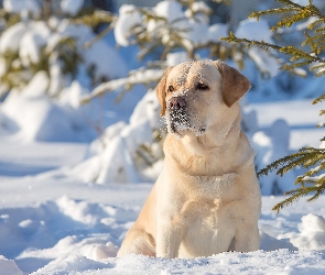 Golden Retriever, Zima, Las, Drzewa