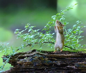 Chipmunk, Liście, Gałąź, Drzewo, Wiewiórka