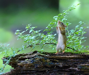 Wiewiórka, Liście, Drzewo, Gałąź, Chipmunk