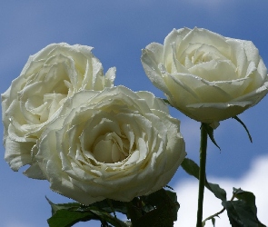 Białe, Róże, Trzy