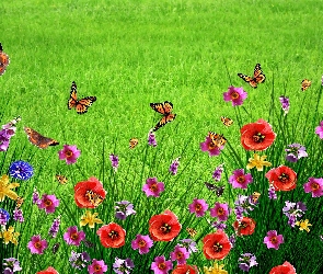 Łąka, Wiosna, Maki, Motyle, Kwiaty