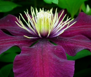 Kwiat, Clematis, Przyroda