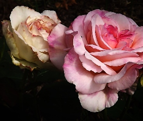 Biała, Róża, Różowa