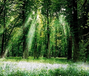 Las, Przebijające Światło, Łąka