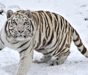 Biały, Śnieg, Tygrys