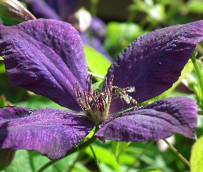 Kwiat, Clematis, Przyroda