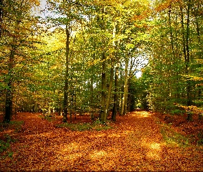 Park, Droga, Jesień, Las