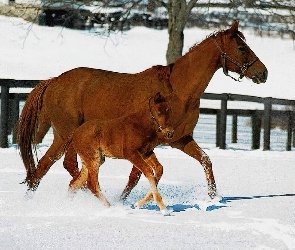 Koń, padok, śnieg, źrebię