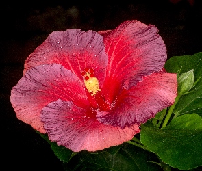 Kwiat, Hibiskus