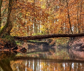 Jesień, Drzewo, Rzeka, Złamane, Las