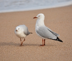 Mewy, Plaża