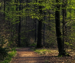 Liście, Drzewa, Las, Ścieżka