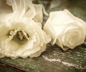 Kwiaty, Eustoma