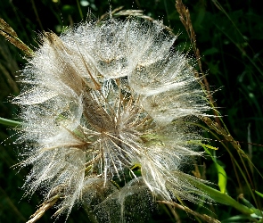 Dmuchawiec, Mniszek Pospolity