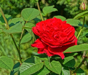 Róża, Ogród, Czerwona