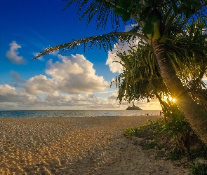 Plaża, Słońce, Palmy