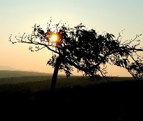 Pole, Zachód Słońca, Drzewo