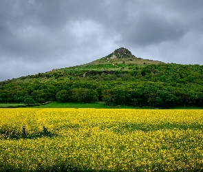 Roślinnośc, Wzgórze