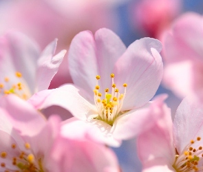 Sakura, Kwiaty