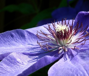 Przyroda, Clematis, Kwiat