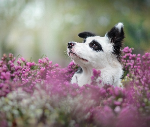 Kwiaty, Pies