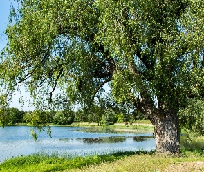 Drzewo, Zieleń, Jezioro