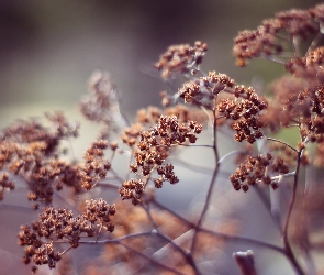 Rośliny, Makro, Suche