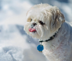 Słodki, Śnieg, Shih Tzu, Język, Piesek