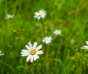 Białe, Margerytki, Trawa, Kwiaty, Łąka