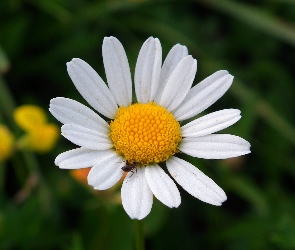 Rumianek, Kwiat