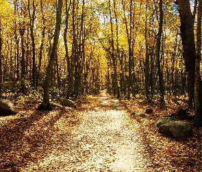 Jesień, Ścieżka, Drzewa, Liście, Las