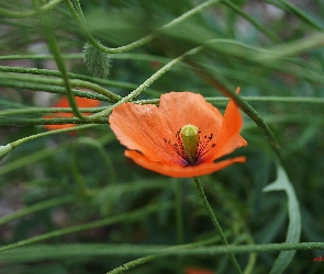 Makowe, Główki, Mak