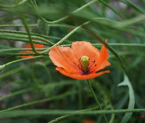 Mak, Główki, Makowe