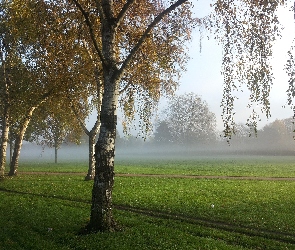 Poranek, Trawa, Mgła, Brzozy