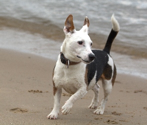 Jack, Russell Terrier, Pies