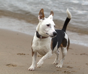 Pies, Russell Terrier, Jack