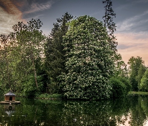Staw, Drzewa, Park