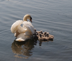 Łabędź, Pisklęta