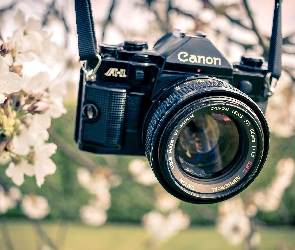 Fotograficzny, Gałązki, Kwitnące, Canon, Aparat