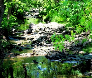 Rzeka, Kamienie, Liście, Drzewa