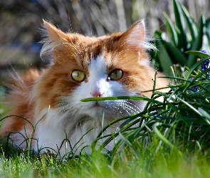 Kot Maine coon