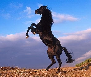 Wierzgający, Koń