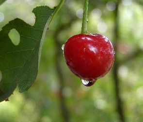 Liść, Krople, Wiśnia, Owoc