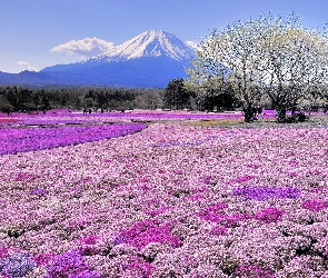 Fuji, Japonia