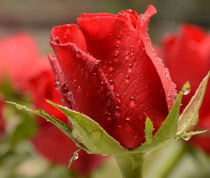Czerwona, Deszczu, Krople, Róża